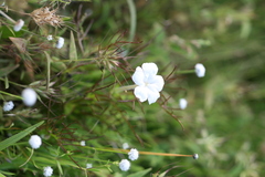 Rhamphicarpa longiflora